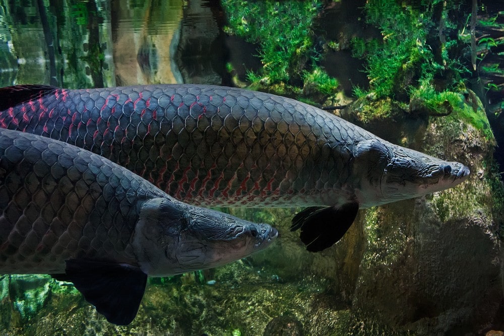 Arapaima Fish from Amazon River